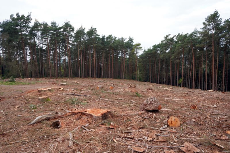 Storm Damage Cleanup