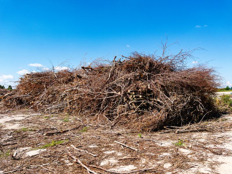 Brush and Debris Removal